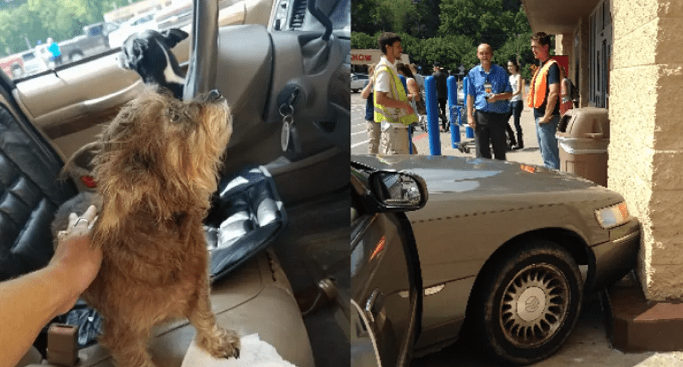 حصد أكثر من مليوني مشاهدة في يوم... فيديو لكلب يتفاعل مع أغنية لـ"كايلي مينوغ"